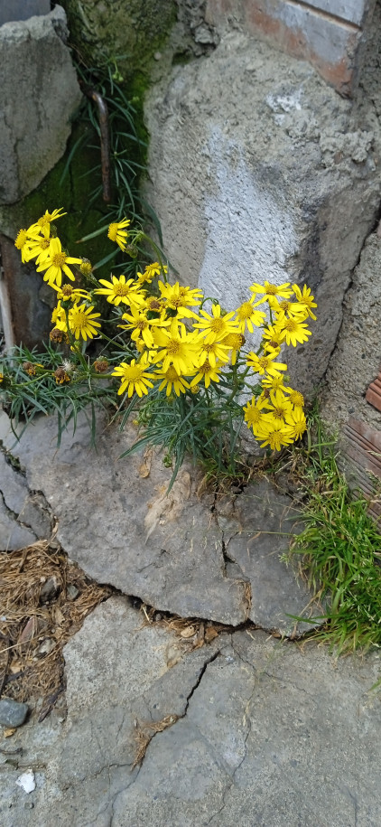 Senecio sp. (Asteraceae)