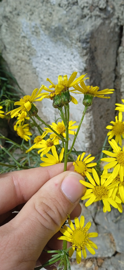 Senecio sp. (Asteraceae)