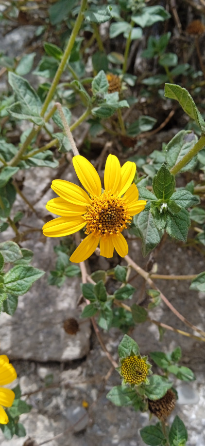 Bidens ? sp. (Asteraceae)