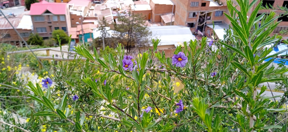 Solanum sp. (Solanaceae)