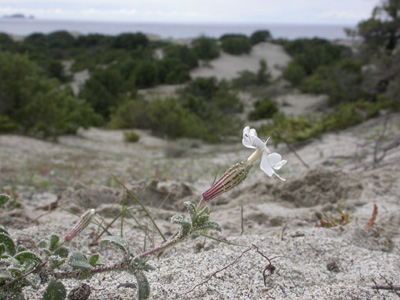 Silene succulenta corsica f.fl.5.jpg