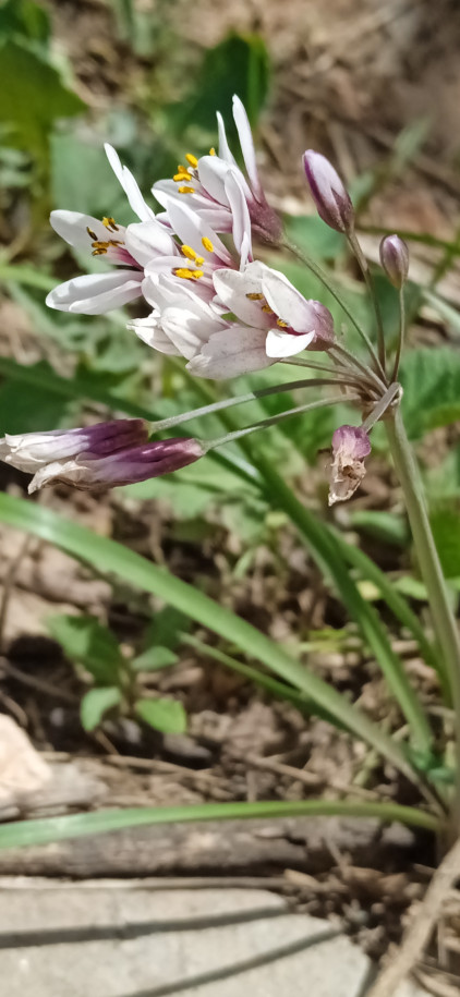 Allium ? sp. (Amaryllidaceae)