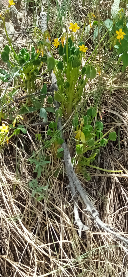 Oxalis sp. (Oxalidaceae)