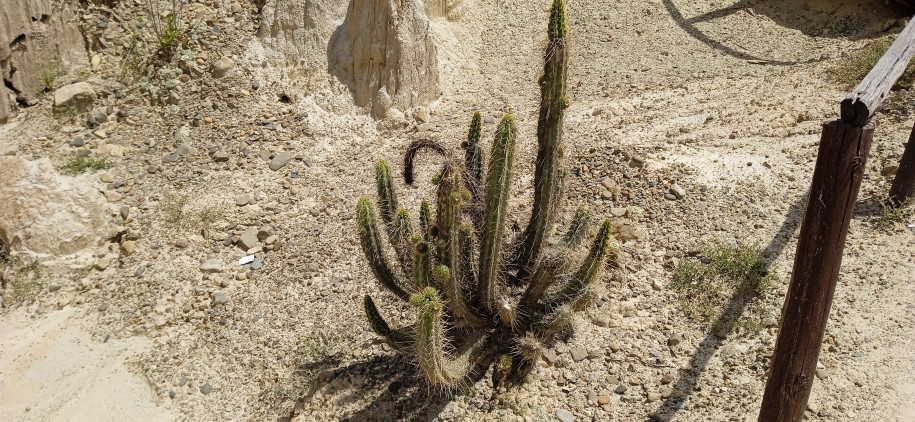 Cactaceae colonnaire