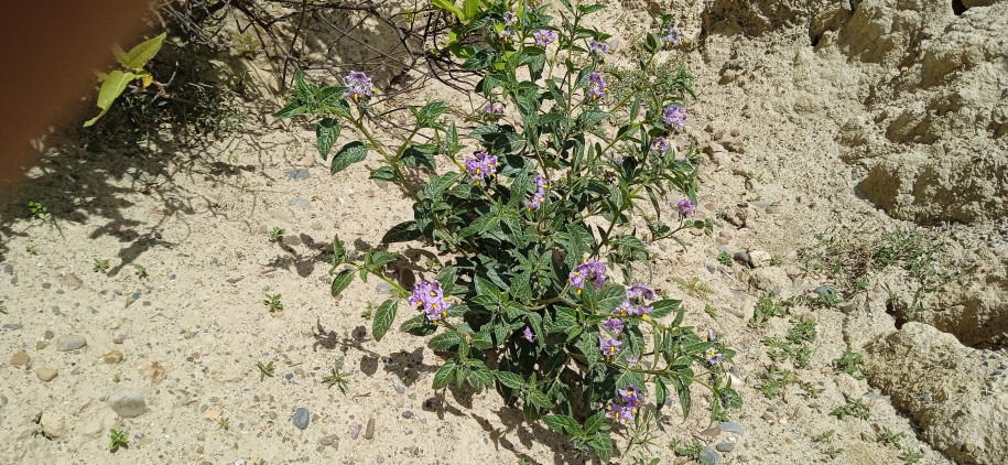 Solanum sp. (Solanaceae)