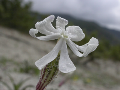 Silene succulenta corsica fl.8.jpg