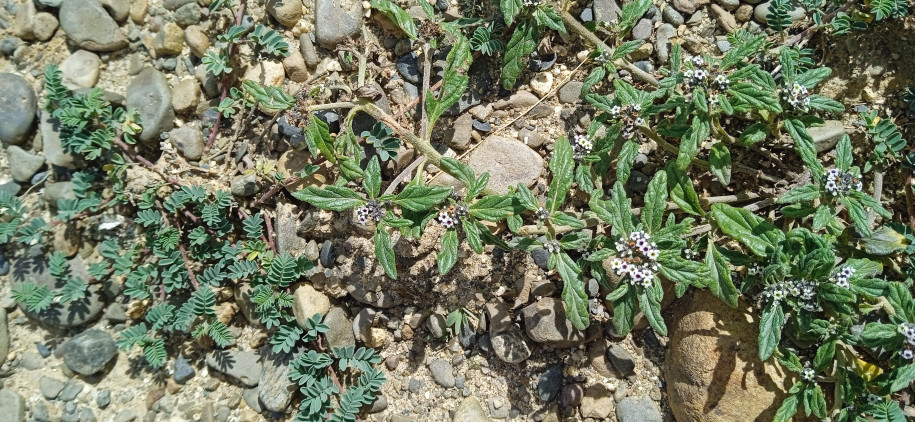 Heliotropium amplexicaule (Boraginaceae)