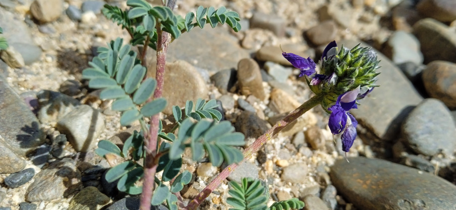 Astragalus? (Fabaceae)