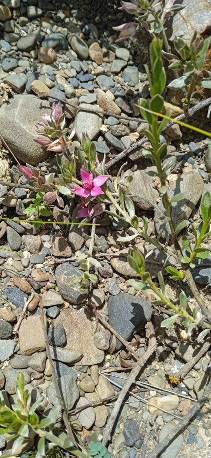 Krameria lappacea (Krameriaceae)