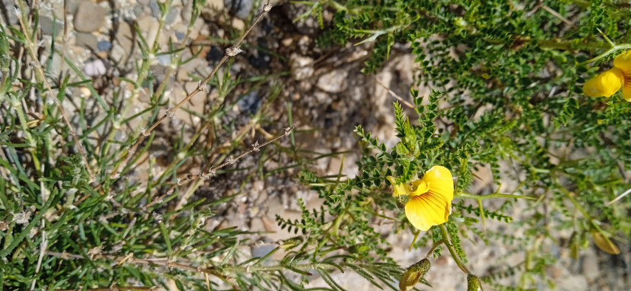 Adesmia sp. (Fabaceae)