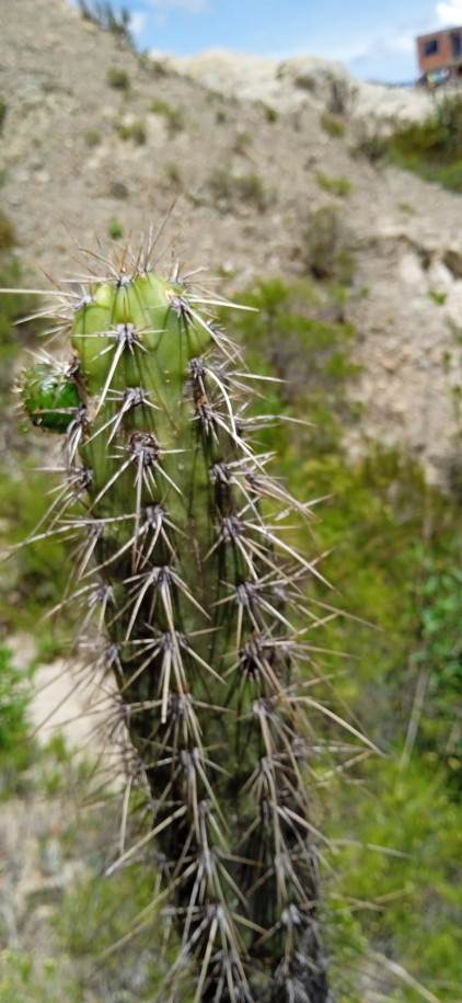 Cactus colonnaire (encore!)