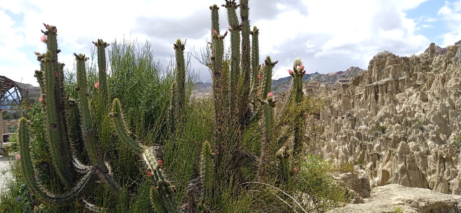 Cactus colonnaire