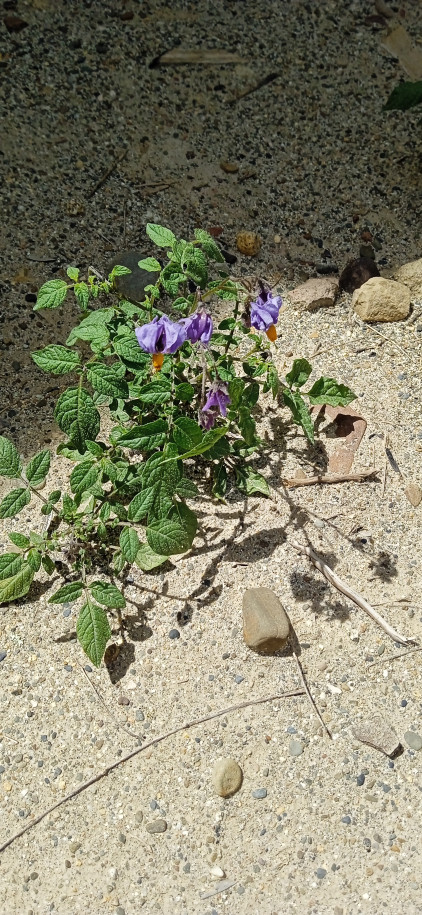 Solanum sp. (Solanaceae)