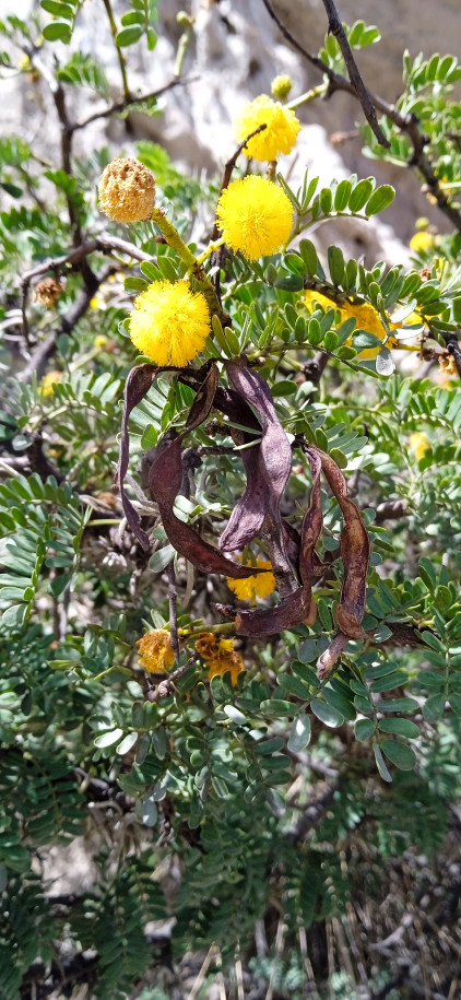 Mimosoideae (Acacia?)