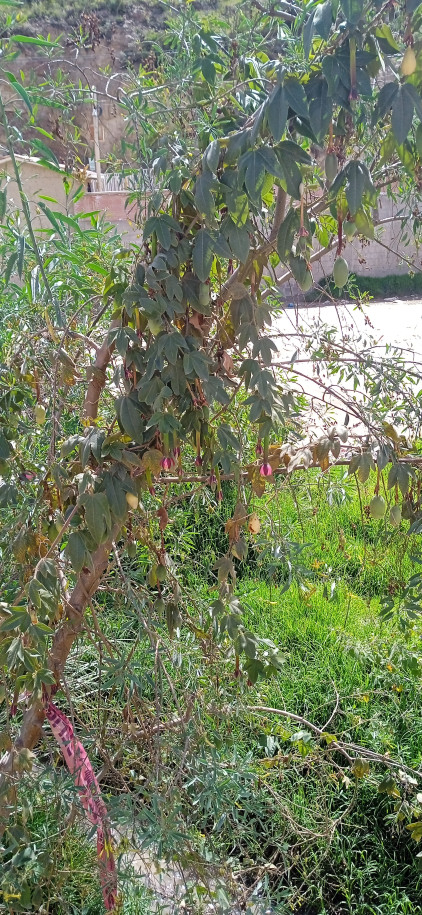 Passiflora tripartita (Passifloraceae)