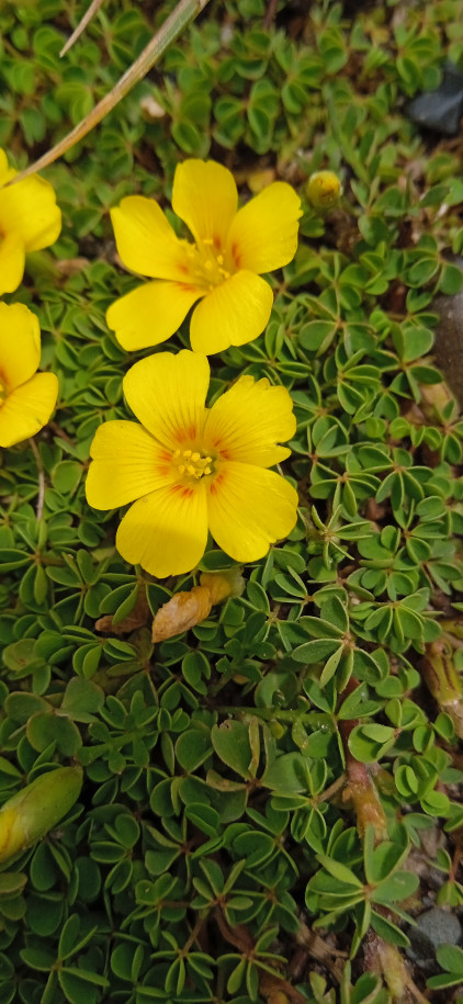 Oxalis bifracta (Oxalidaceae)