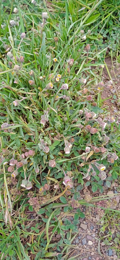 Erigeron sp. (Asteraceae)