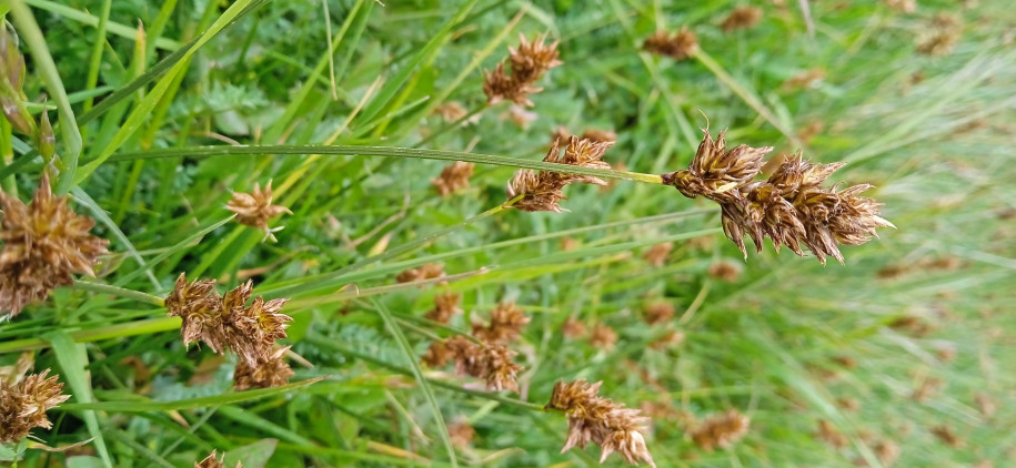 Cyperaceae sp.