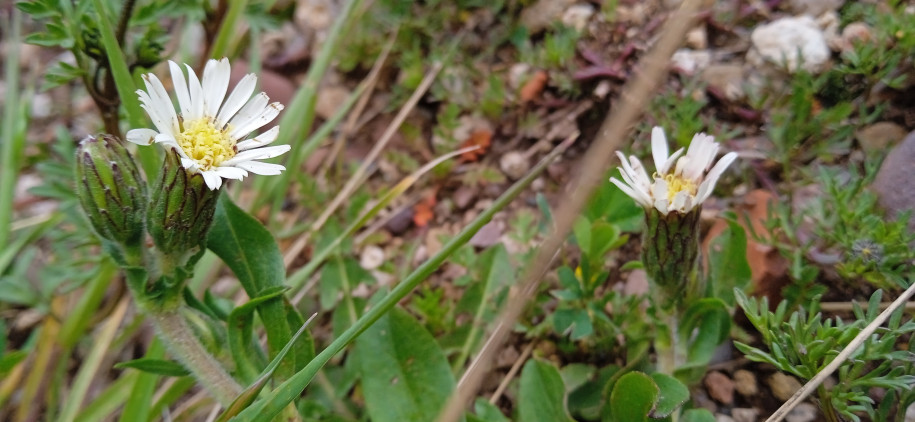 Perezia ? (Asteraceae)