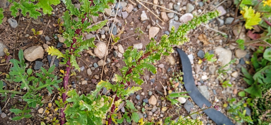 Amaranthaceae sp.