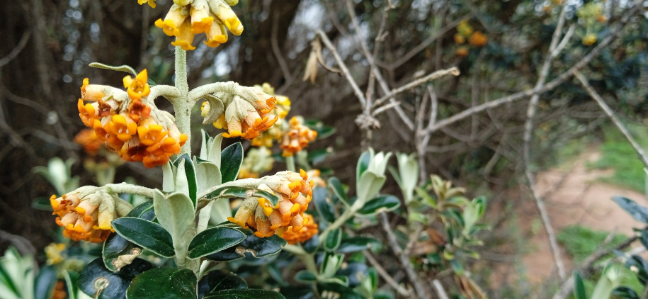 Buddleja coriacea (Verbenaceae)