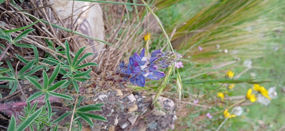 Lupinus sp. (Fabaceae)