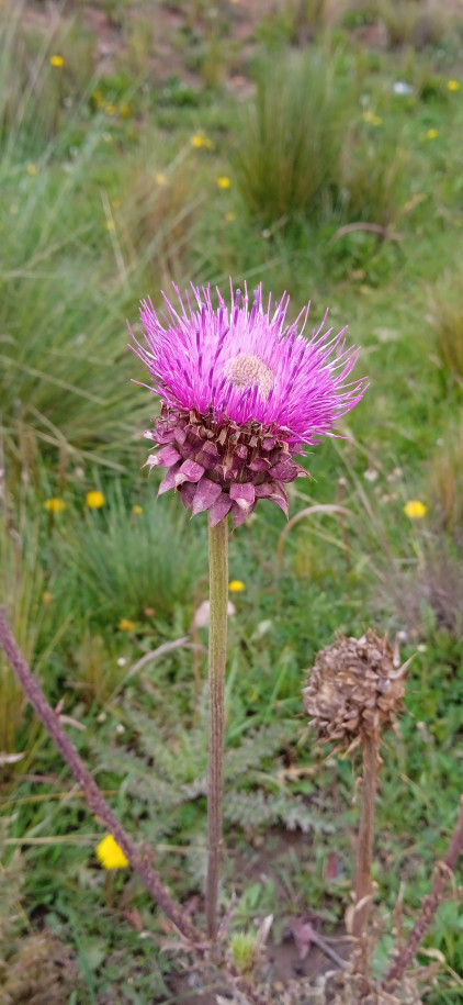 Cardueae sp. (Asteraceae)