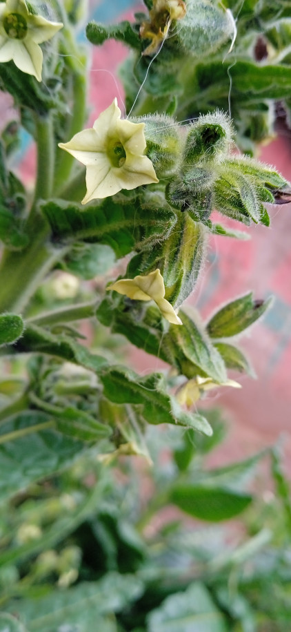 Nicotiana rustica (Solanaceae)