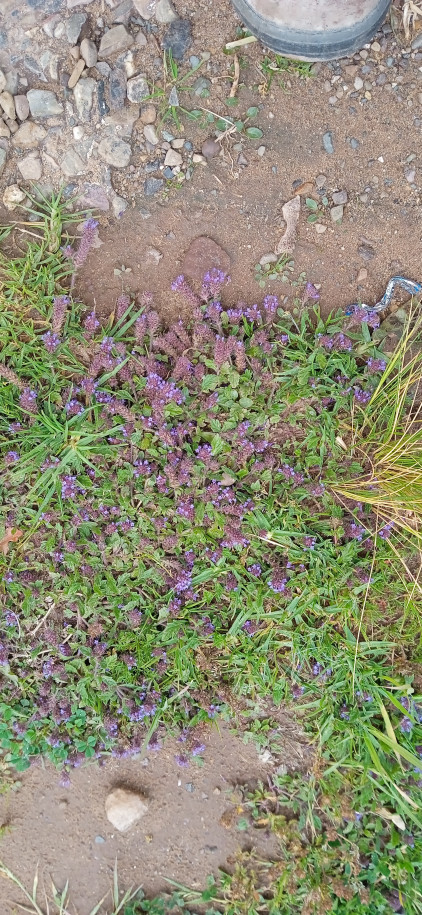 Verbanaceae? Lamiaceae?