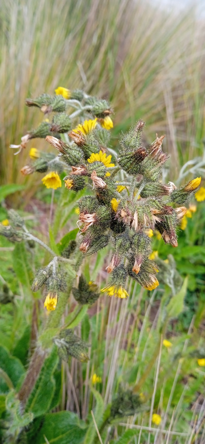 Madia sativa (Asteraceae)