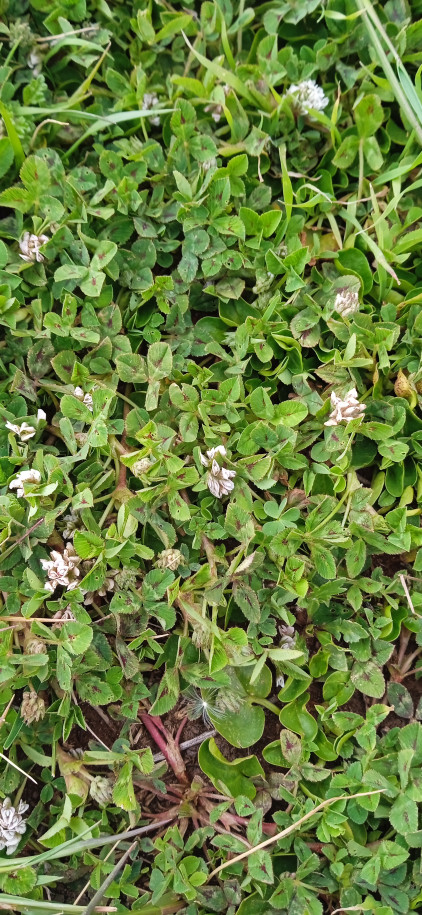 Trifolium sp. (Fabaceae)