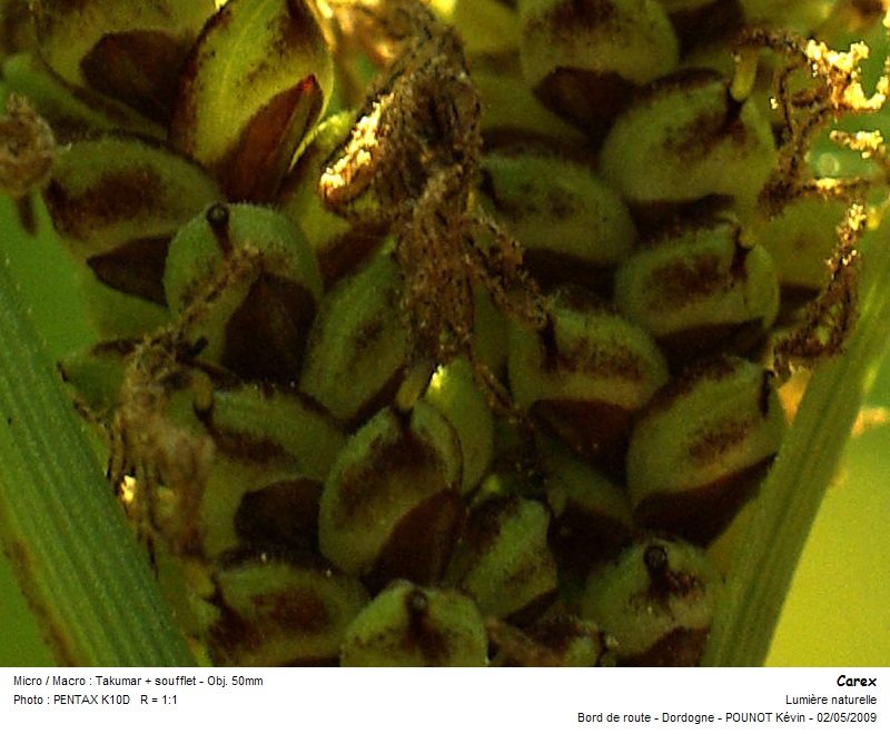 carex_01.jpg