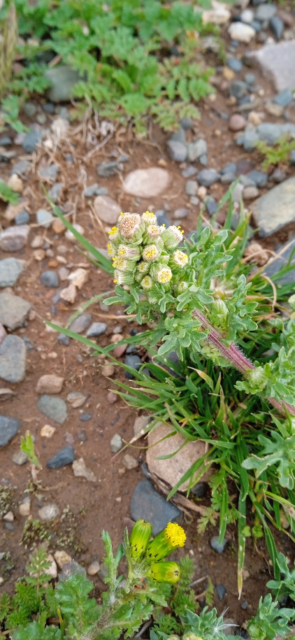 Conyza sp. (Asteraceae)