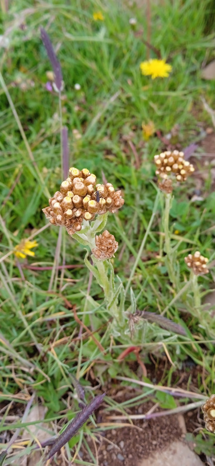 Gnaphalieae sp. (Asteraceae)