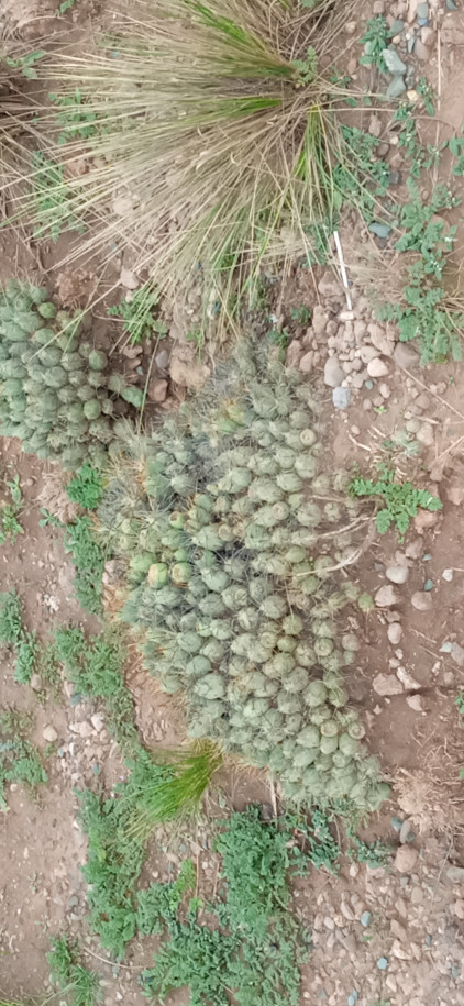 Cumulopuntia ? (Cactaceae)