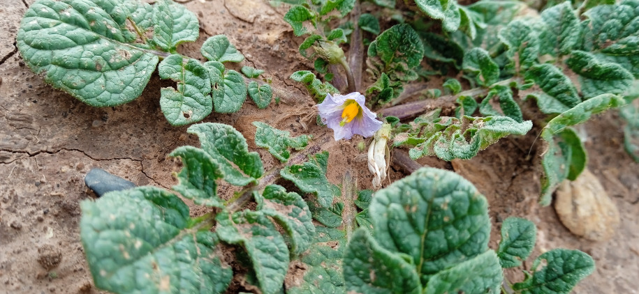 Solanum acaule (Solanaceae)