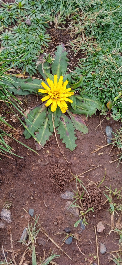 Hypochaeris meyeniana (Asteraceae)