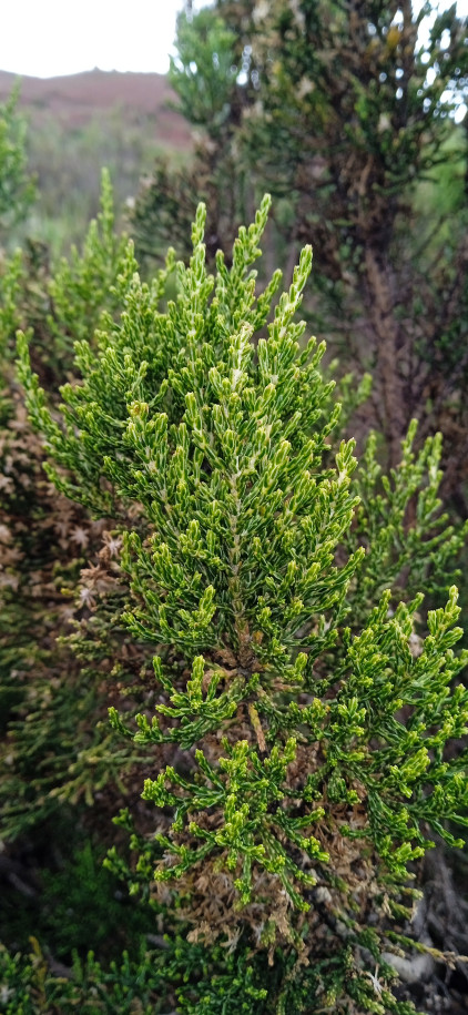 Baccharis (?) (Asteraceae)