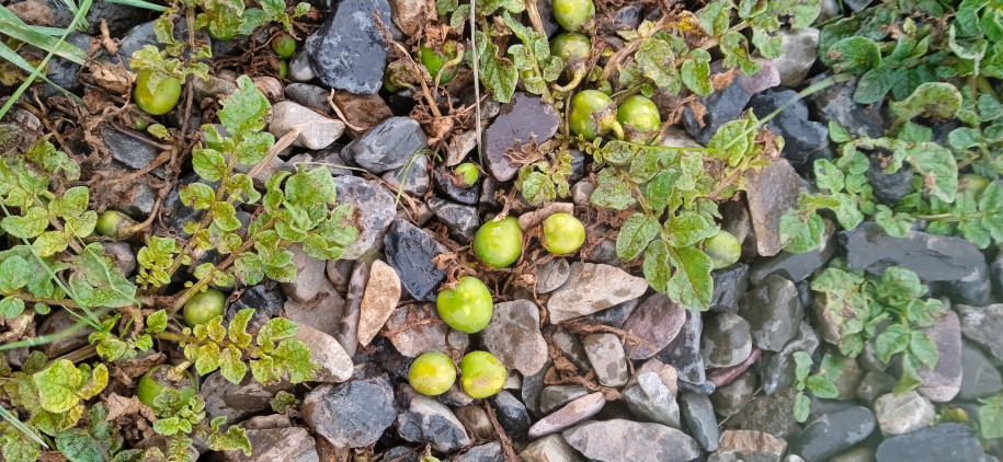 Solanum acaule (Solanaceae)