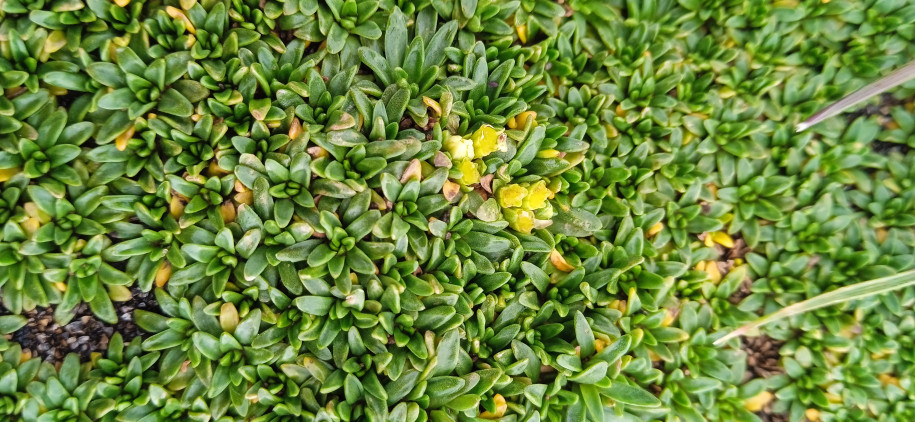 Azorella diapensioides (Apiaceae)