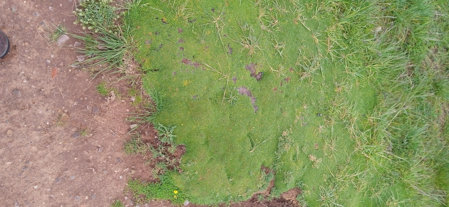 Azorella diapensioides (Apiaceae)