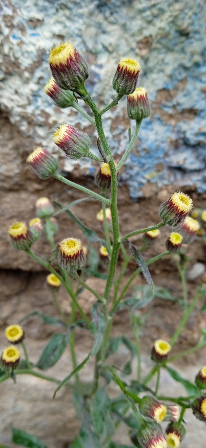 Erigeron sp. (Asteraceae)