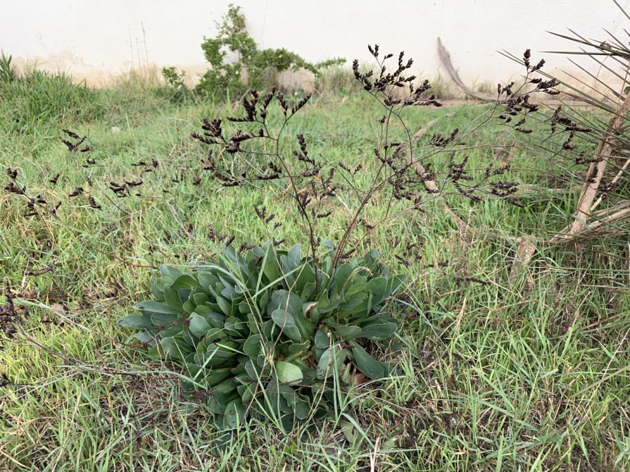 Limonium ovalifolium.jpg