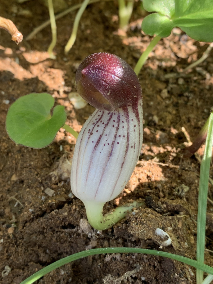 Arisarum simorrhinum.jpg