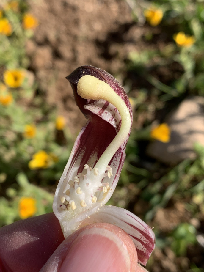 Arisarum simorrhinum (1).jpg