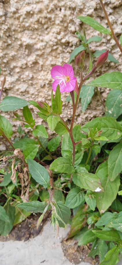 Epilobium sp. (Onagraceae)