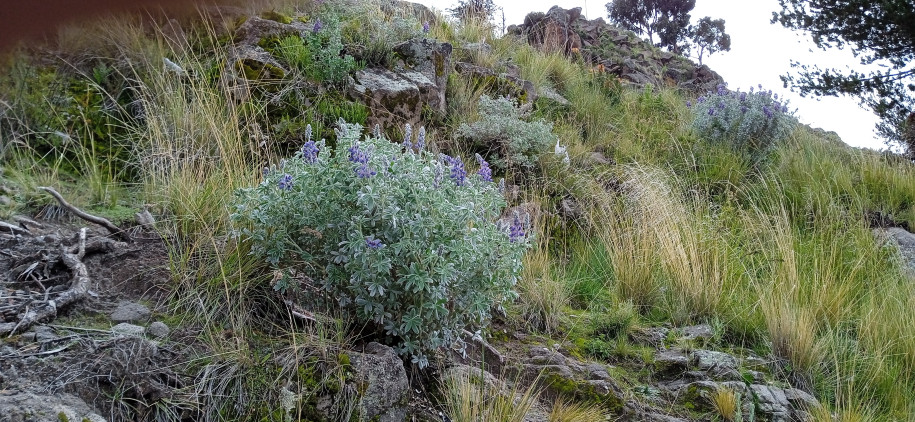 Lupinus altimontanus (Fabaeae)