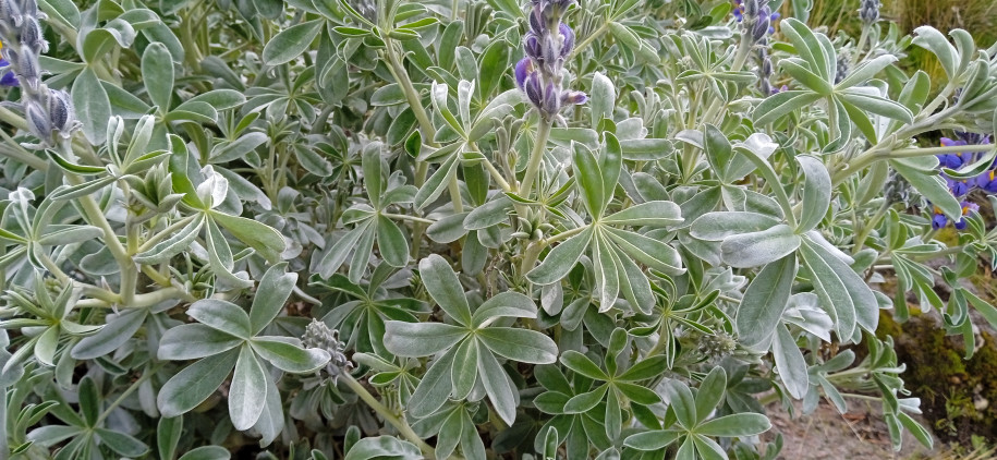 Lupinus altimontanus (Fabaeae)