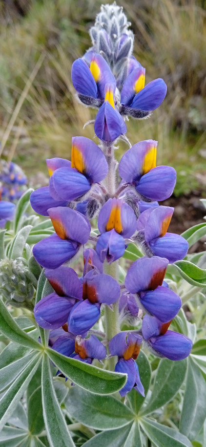 Lupinus altimontanus (Fabaeae)