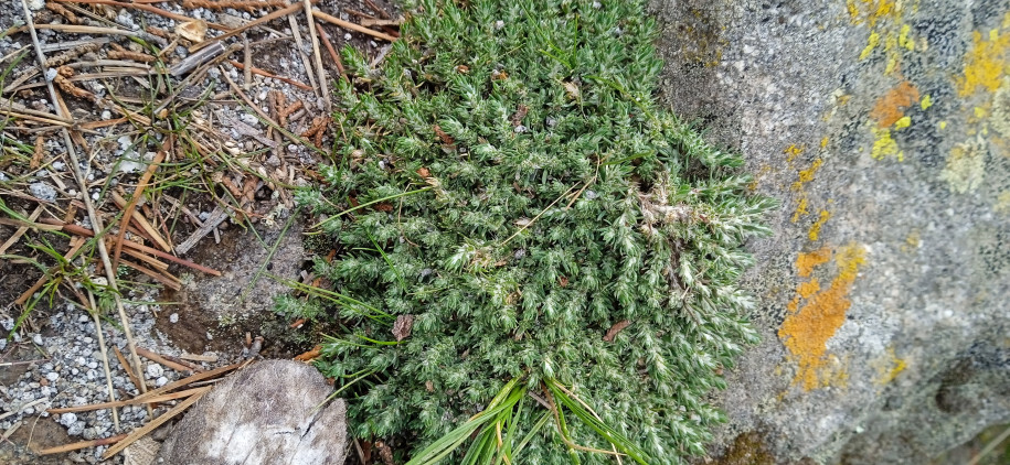 Amaranthaceae? Caryophyllaceae?